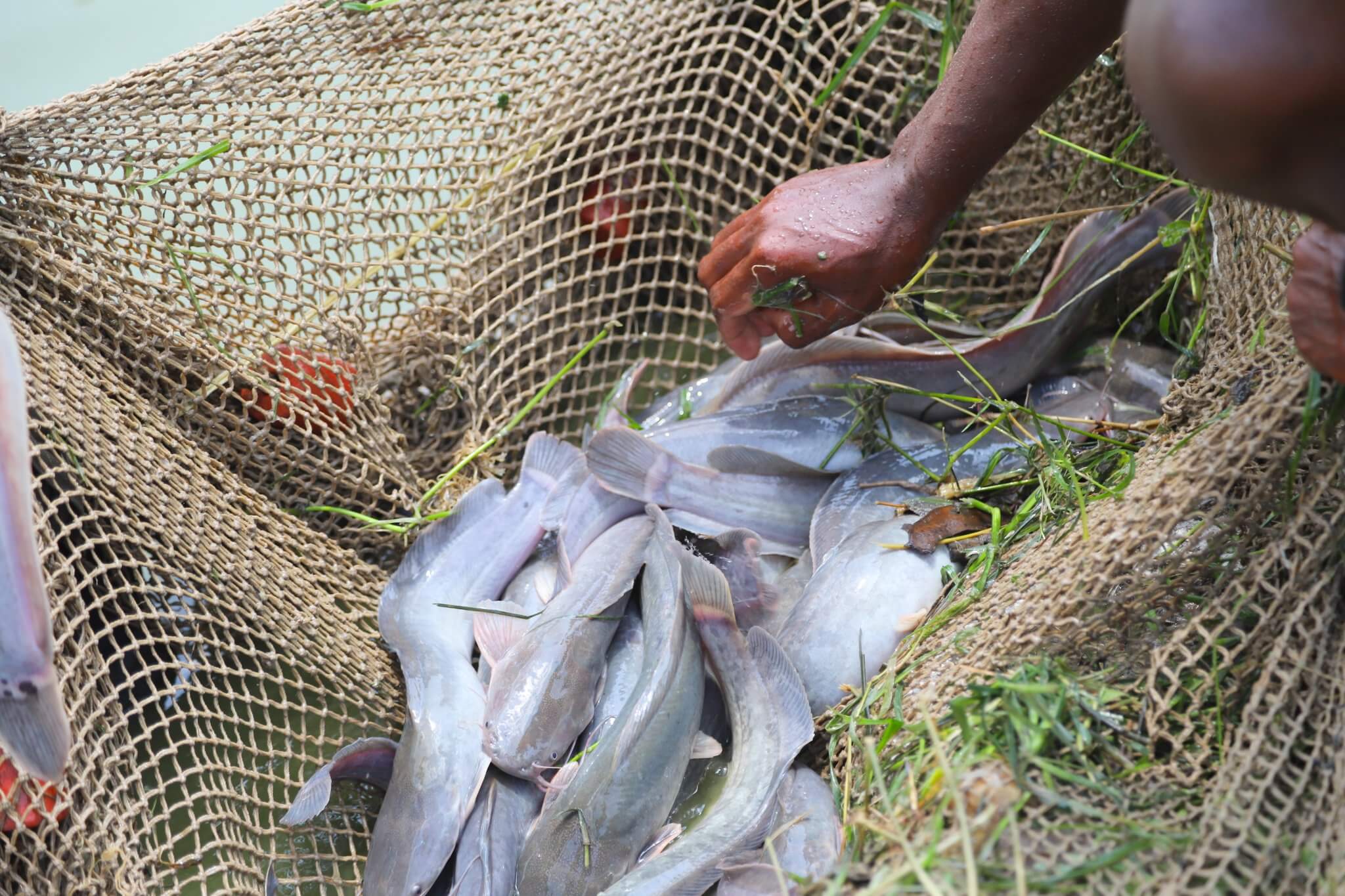 Fish Catch from Aquaculture Pond
