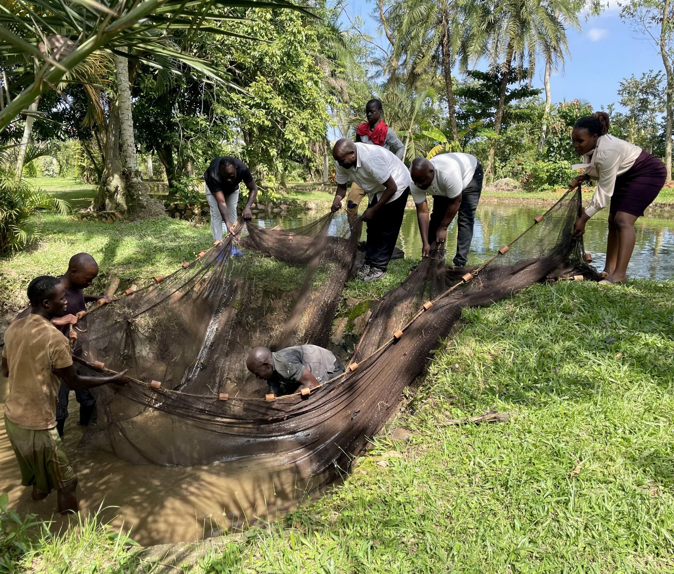 Fish Harvest from Aquaculture Pond