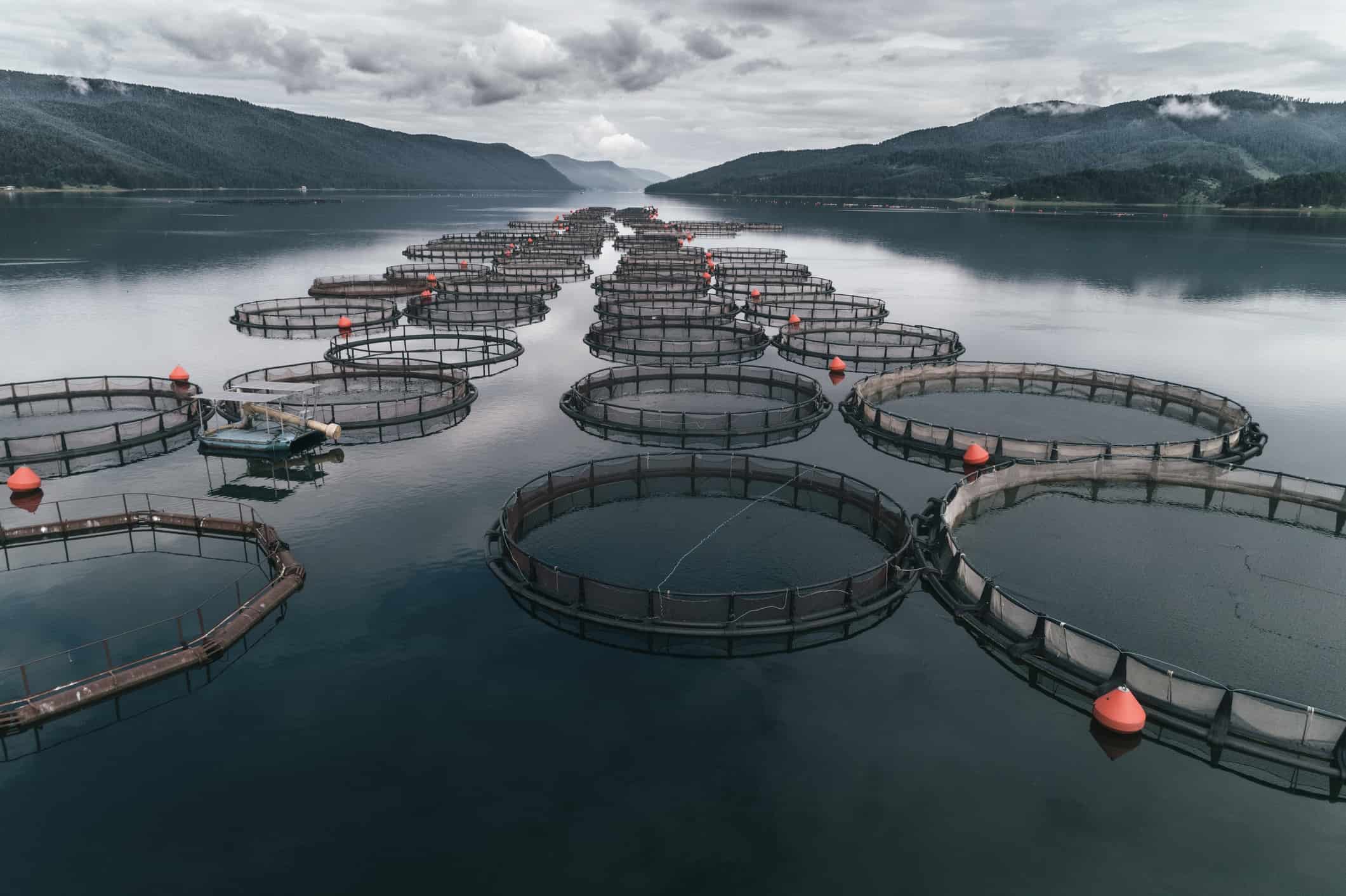 Floating Fish Cages 1