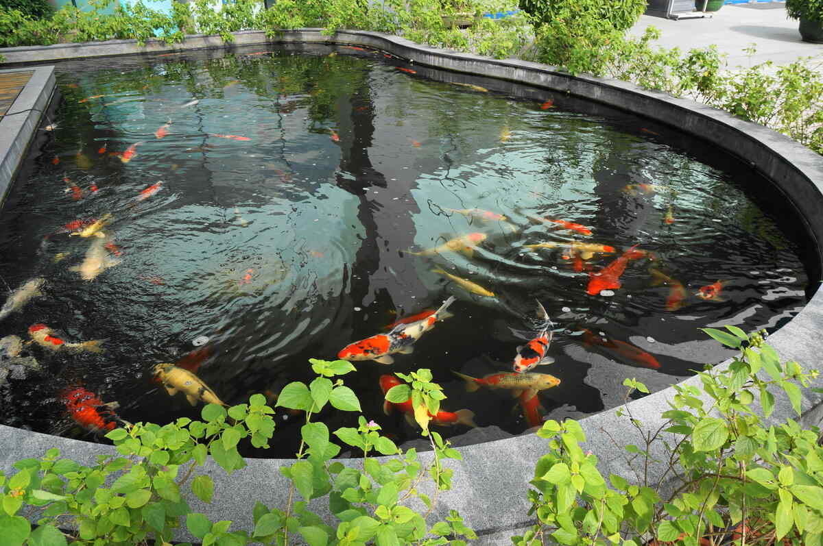 Koi Pond