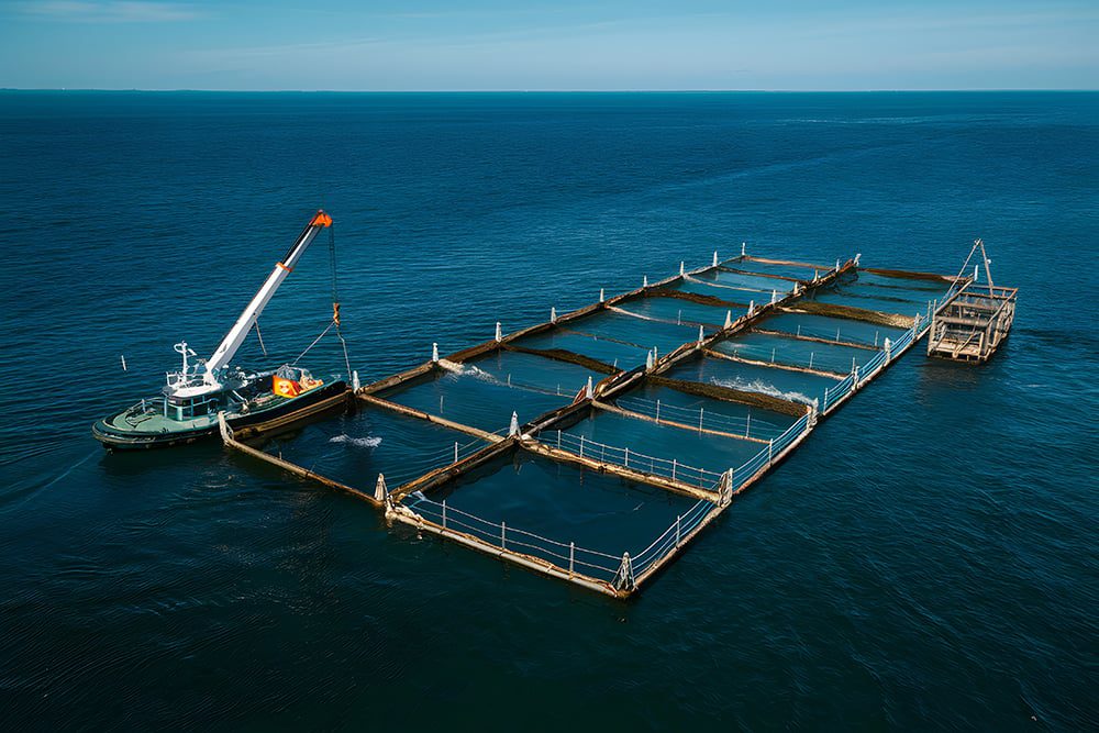 Offshore Cage Fish Farming